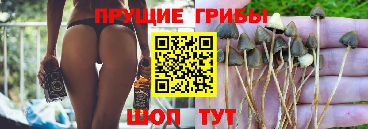 Псилоцибиновые грибы Cubensis Владикавказ